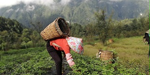 怒江中药材种植需要注意的六大问题