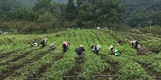 春季中药材种植的4项管理措施