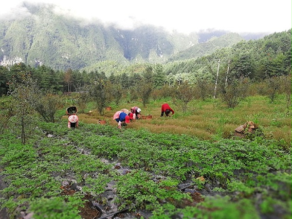 昂可达-凤凰山种植基地