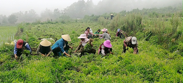 中药材产地直供