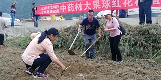 发展红花种植助力结构调整 一一怒江昂可达公司红花种植迈出可喜步伐