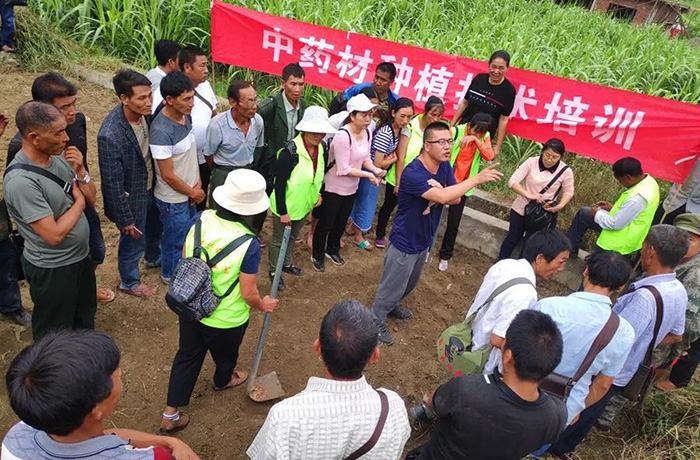 昂可达红花种植新征程：中药材红花种植讲习培训