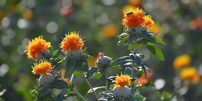 昂可达红花种植新征程：中药材红花种植讲习培训