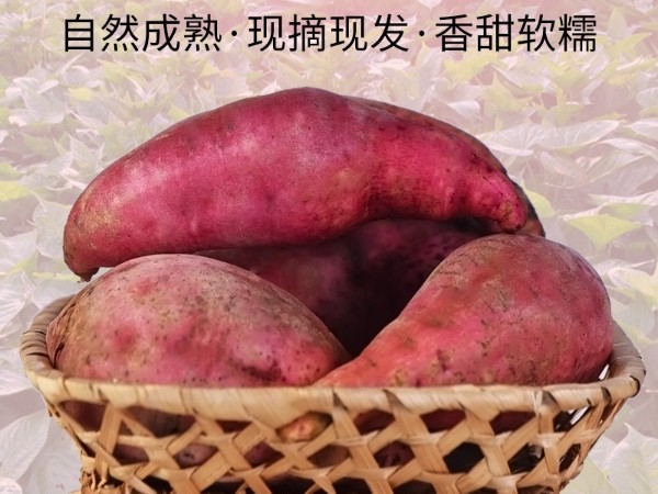 怒江农特产品红薯直供